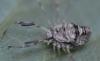 Dicranopalpus ramosus
